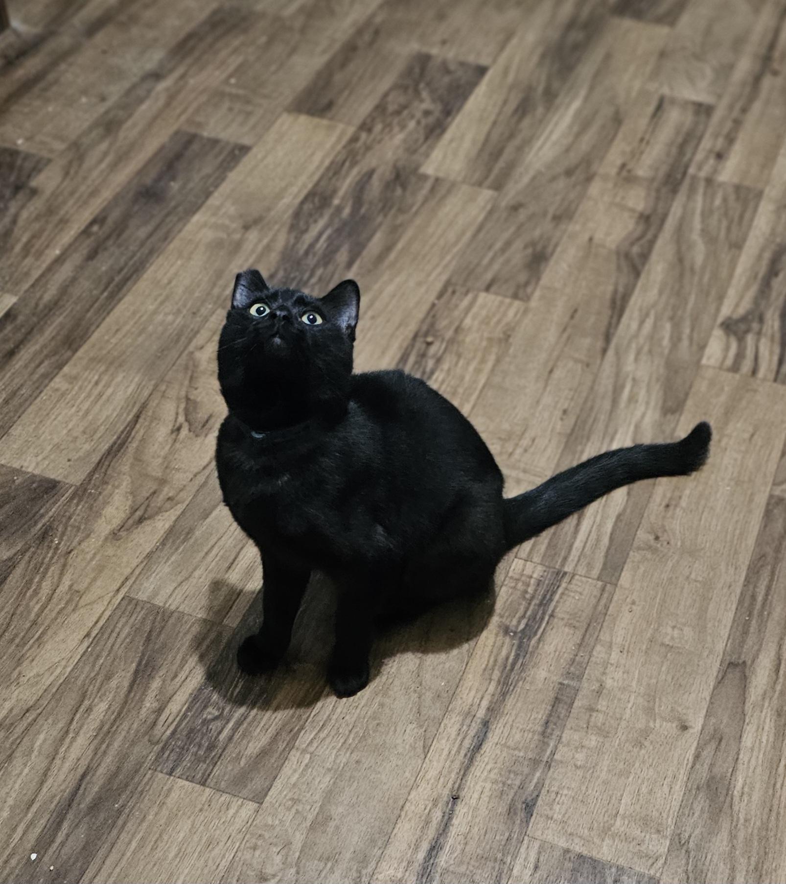 Mila, an adoptable British Shorthair, Burmese in pasadena, CA, 91105 | Photo Image 4