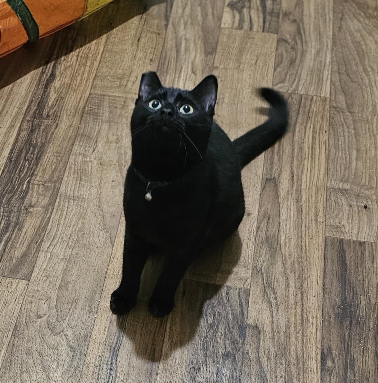 Mila, an adoptable British Shorthair, Burmese in pasadena, CA, 91105 | Photo Image 1