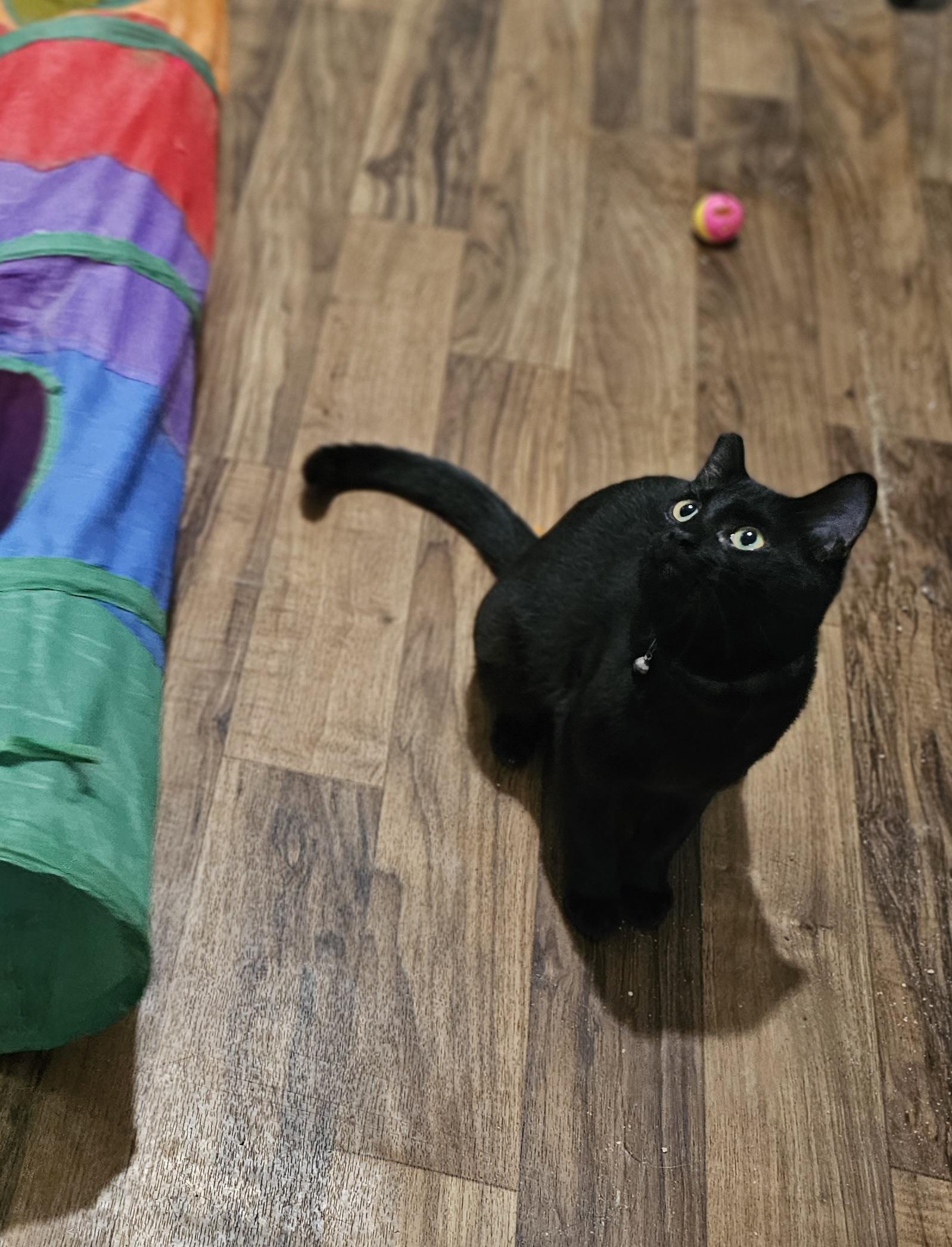 Mila, an adoptable British Shorthair, Burmese in pasadena, CA, 91105 | Photo Image 3