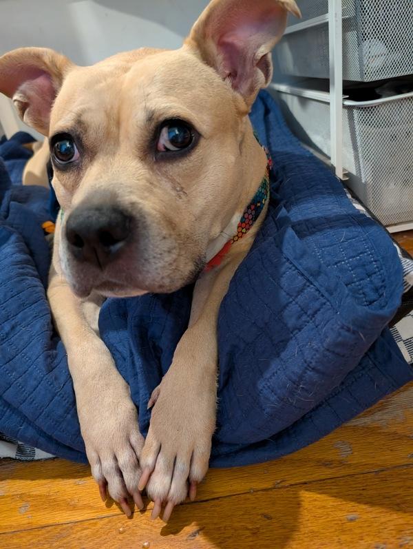 Almond, Adoptable, Adult Female Mixed Breed.