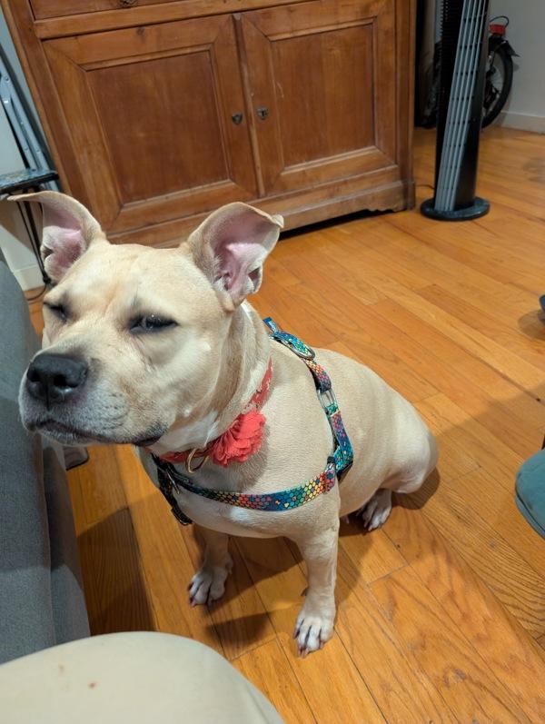 Enlarge Almond, a Adoptable mixed breed in New York, NY image 1/6