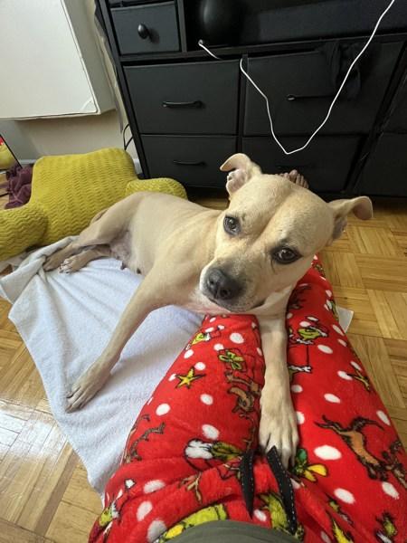 Almond — thumbnail 2