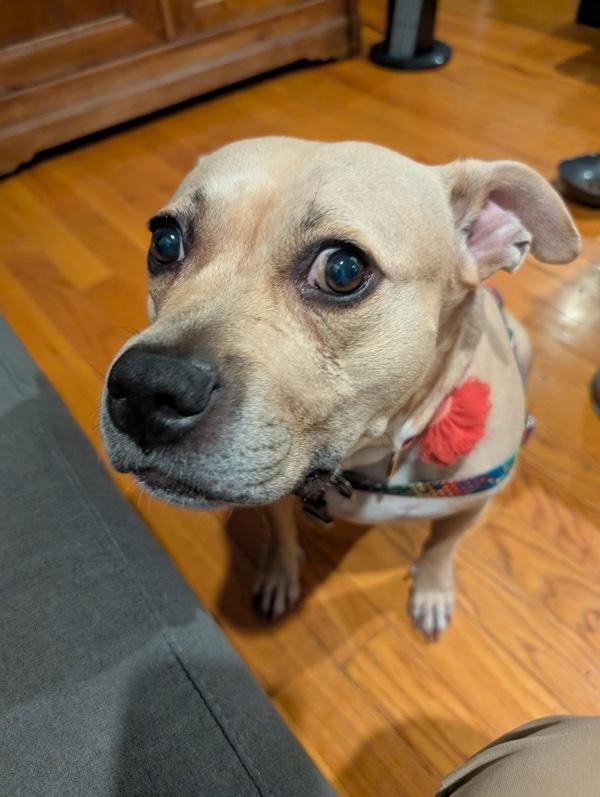 Enlarge Almond, a Adoptable mixed breed in New York, NY image 3/6