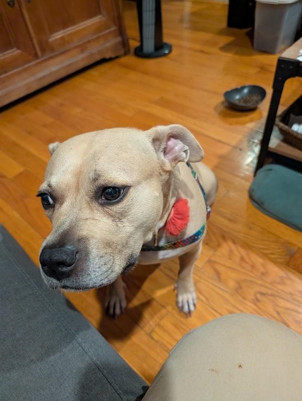 Enlarge Almond, a Adoptable mixed breed in New York, NY image 4/6