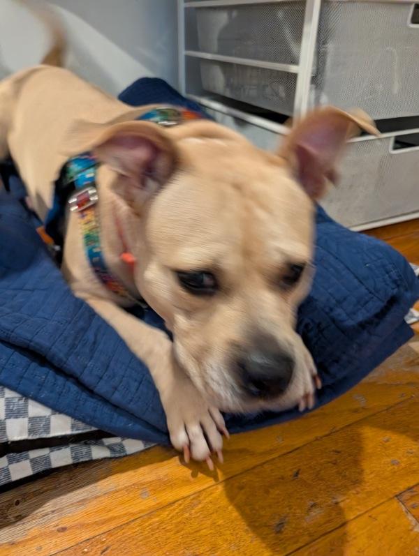 Enlarge Almond, a Adoptable mixed breed in New York, NY image 6/6