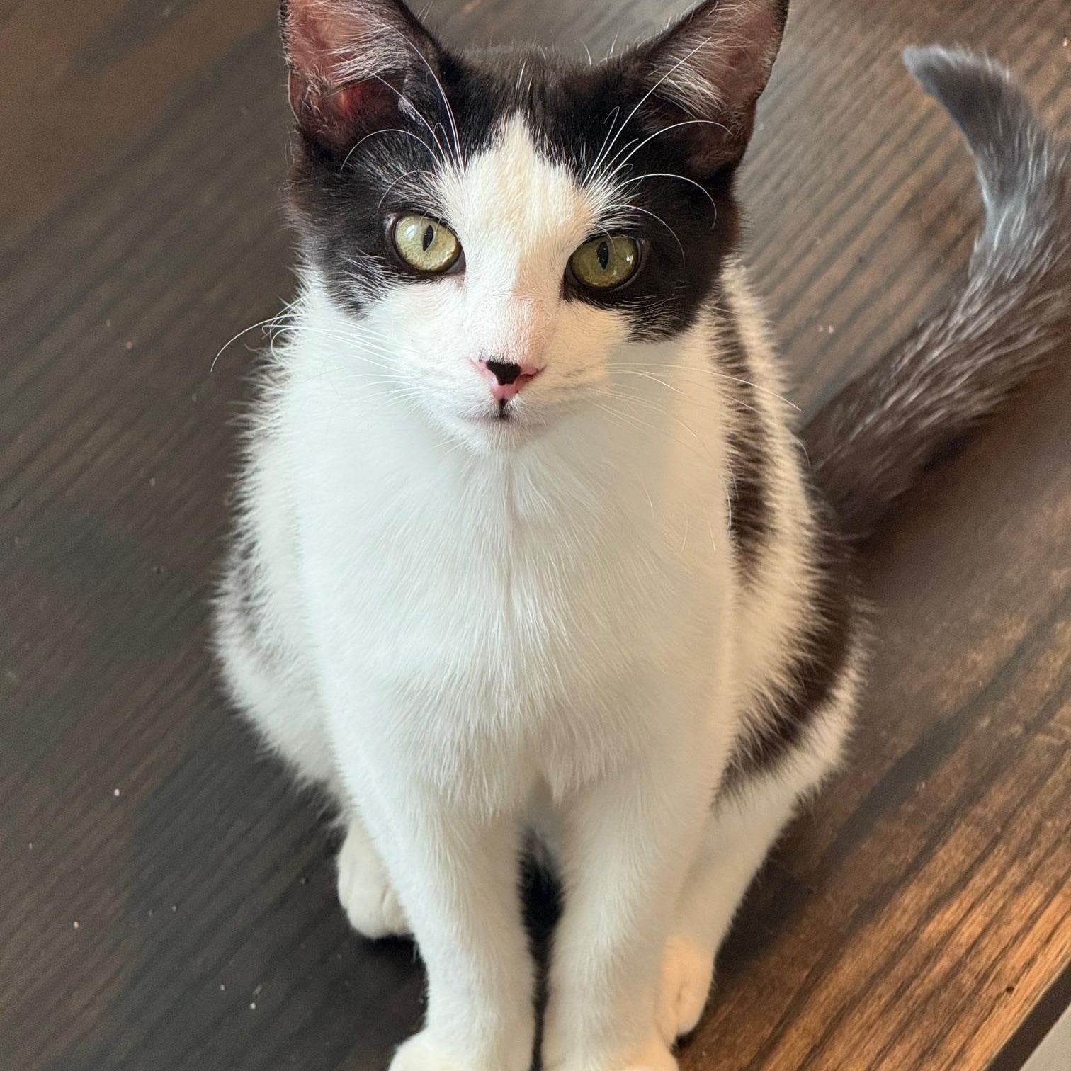 Enlarge SARDINE, a ADOPTABLE Domestic Short Hair in New York, NY image 4/4