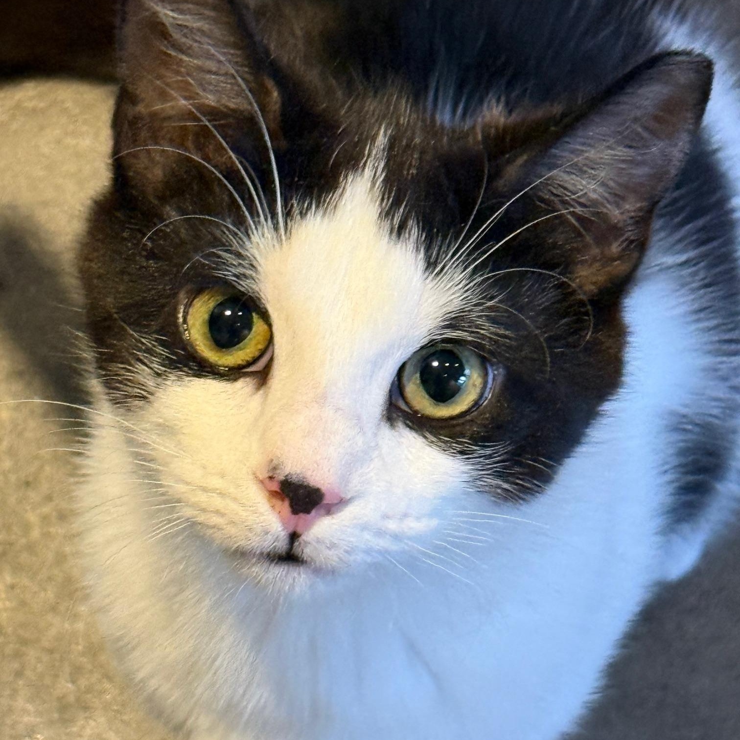 Enlarge SARDINE, a ADOPTABLE Domestic Short Hair in New York, NY image 1/4
