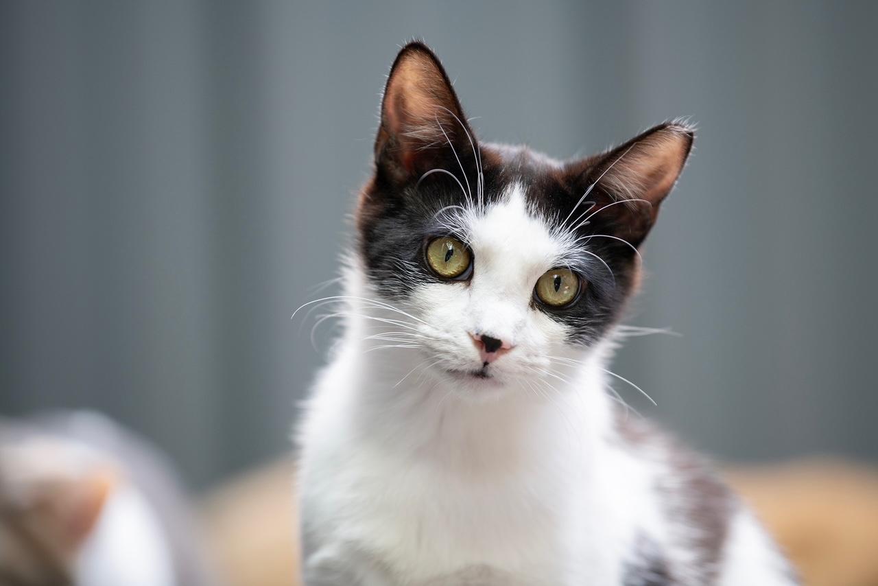 Enlarge SARDINE, a ADOPTABLE Domestic Short Hair in New York, NY image 2/4