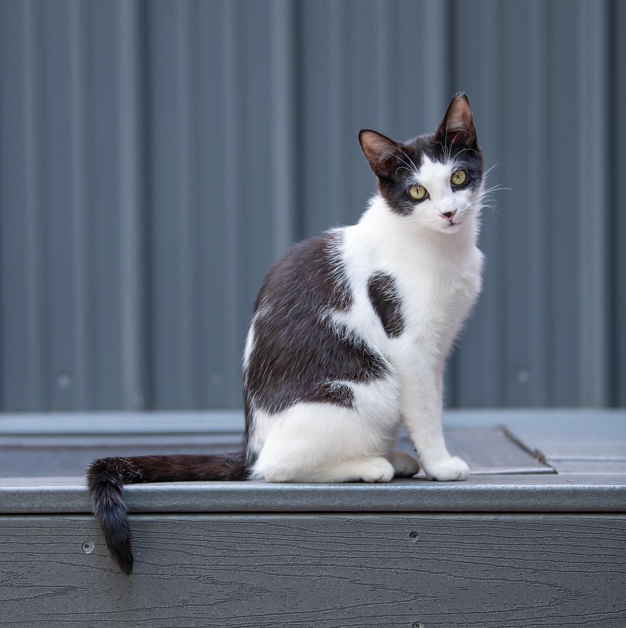 Enlarge SARDINE, a ADOPTABLE Domestic Short Hair in New York, NY image 3/4