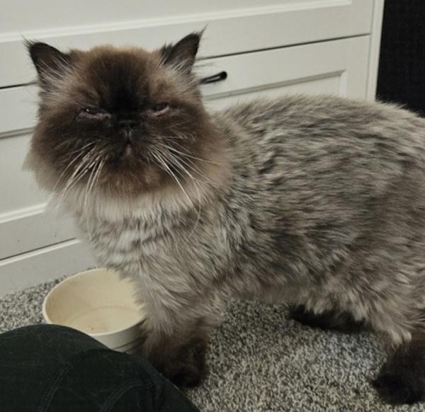 Enlarge SARAPHINA, a Adoptable Himalayan in Pleasant Prairie, WI image 2/3