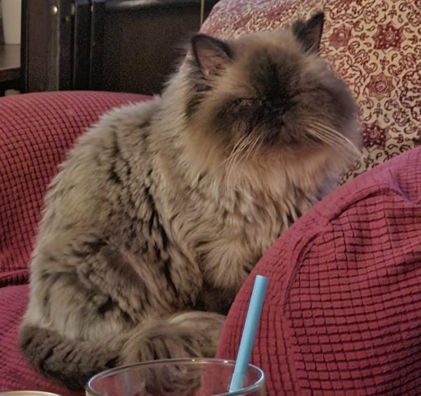 Enlarge SARAPHINA, a Adoptable Himalayan in Pleasant Prairie, WI image 1/3
