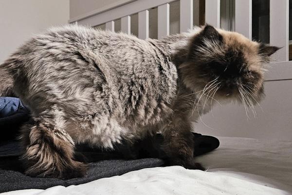 Enlarge SARAPHINA, a Adoptable Himalayan in Pleasant Prairie, WI image 3/3