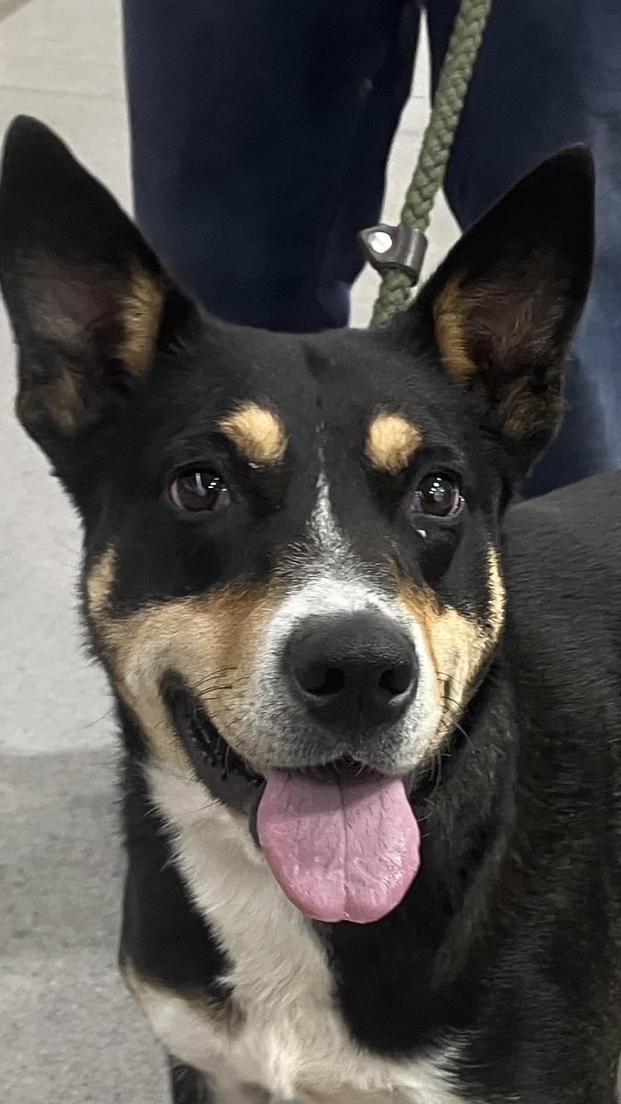 Nala, a Adoptable mixed breed in St. Anthony, ID image 2/6