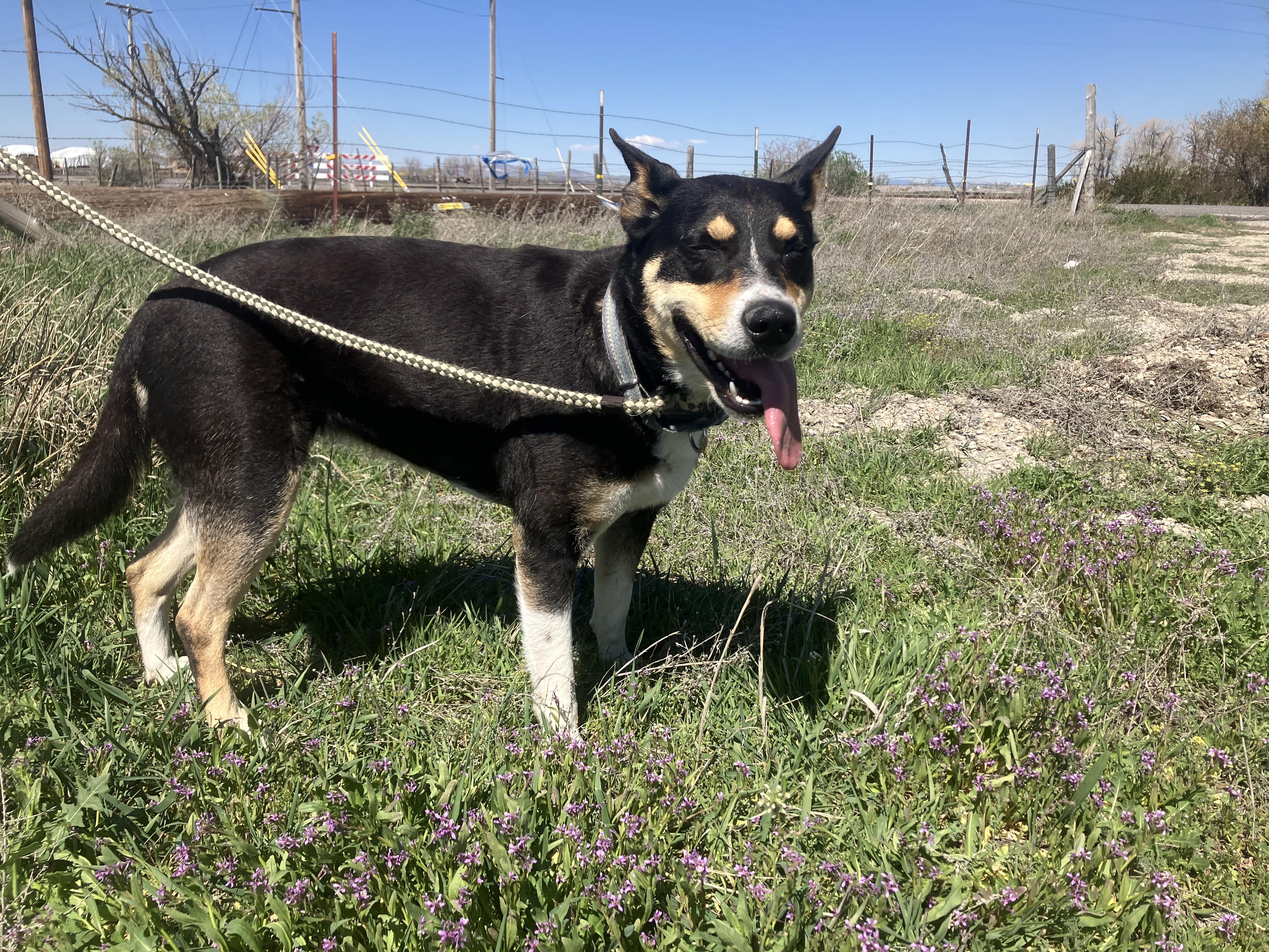Nala, Adoptable, Adult Female Cattle Dog & Shepherd.