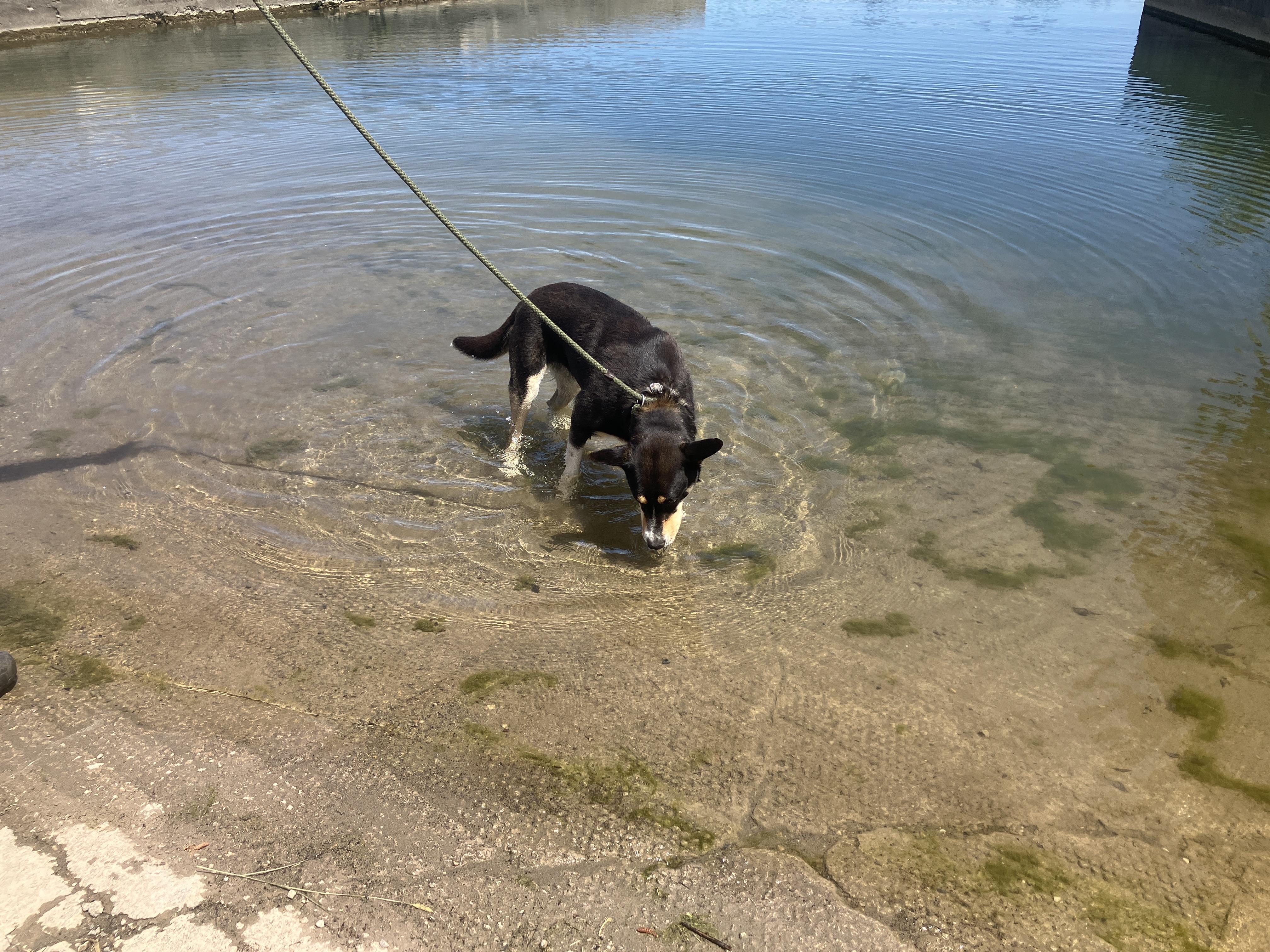 Nala, a Adoptable mixed breed in St. Anthony, ID image 4/6