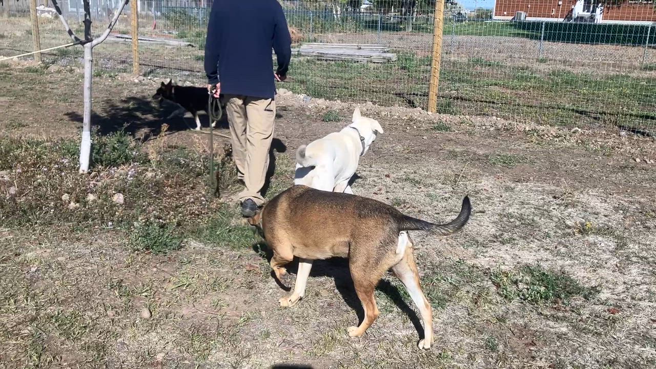 Enlarge Nala, a Adoptable mixed breed in St. Anthony, ID video 3/3