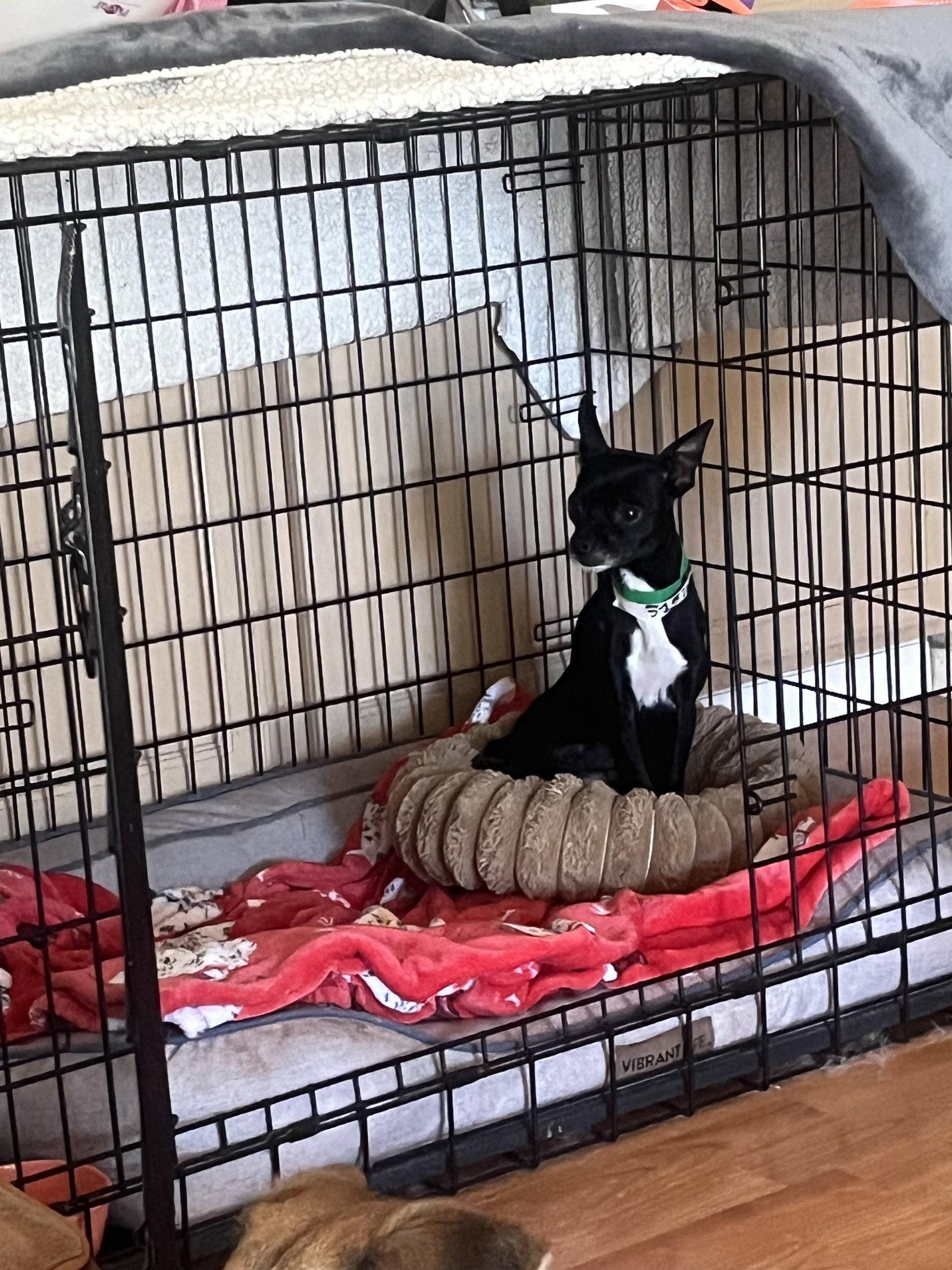 BINKY, a Adopted Chihuahua in Chandler, AZ image 1/3