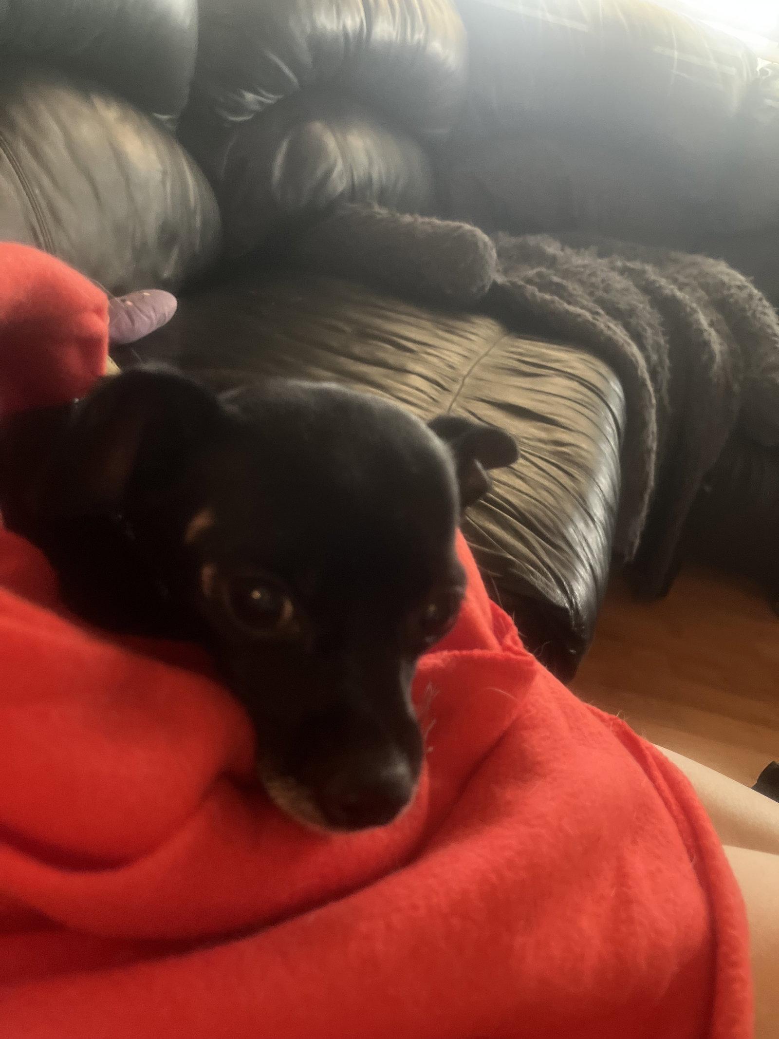 BINKY, a Adopted Chihuahua in Chandler, AZ image 2/3