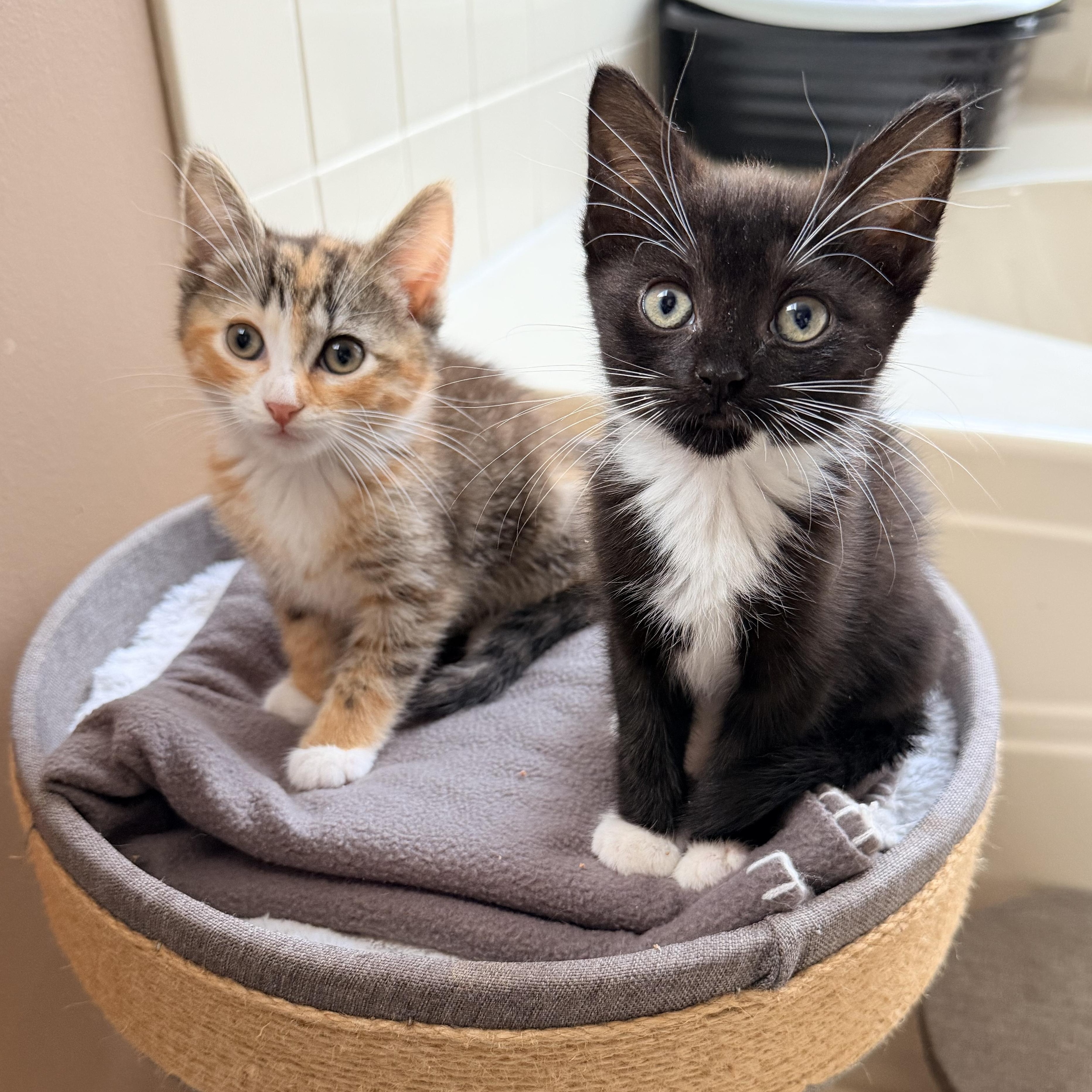 Enlarge .Willow & Ashley, a Adoptable mixed breed in Hillsborough, NJ image 5/6