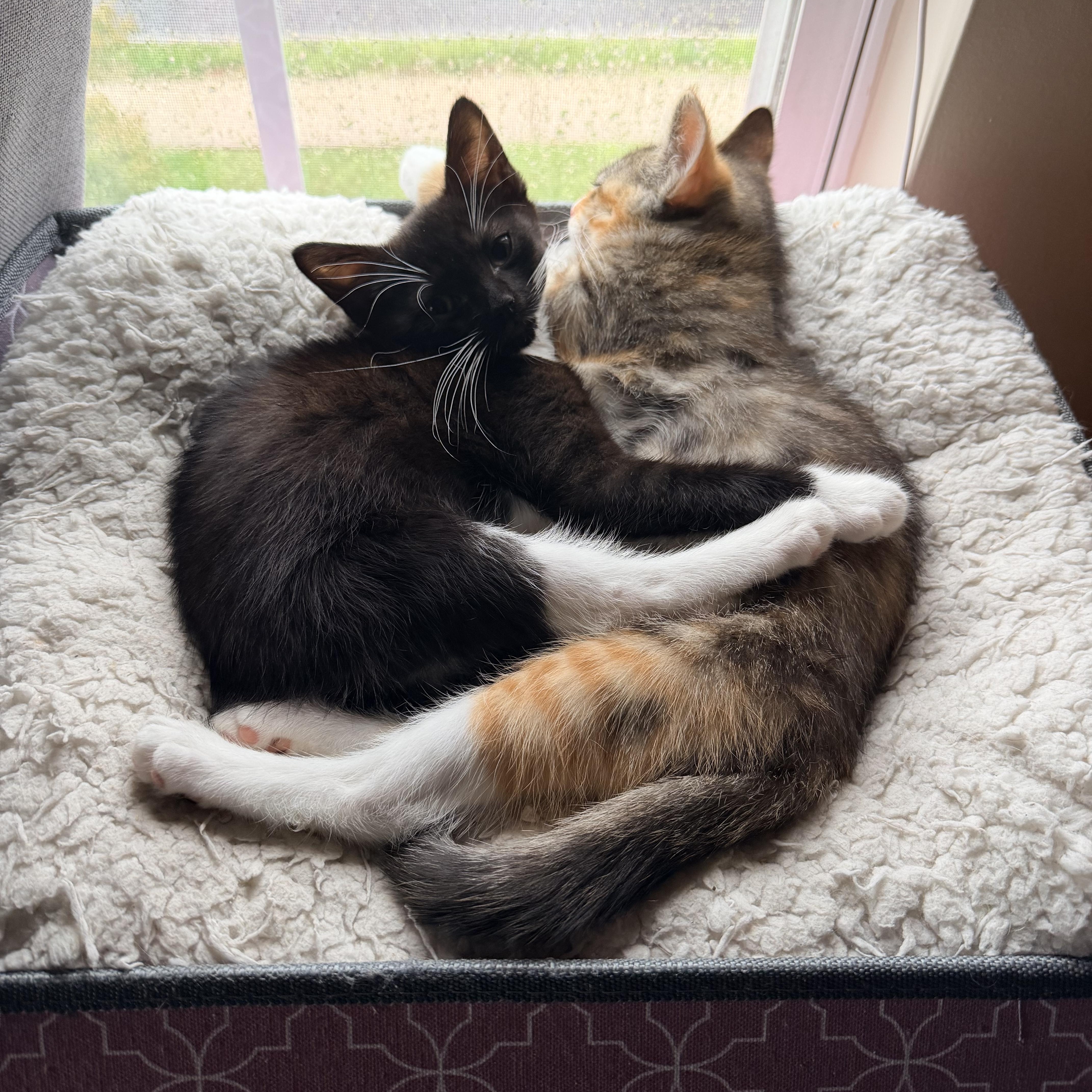 Enlarge .Willow & Ashley, a Adoptable mixed breed in Hillsborough, NJ image 6/6