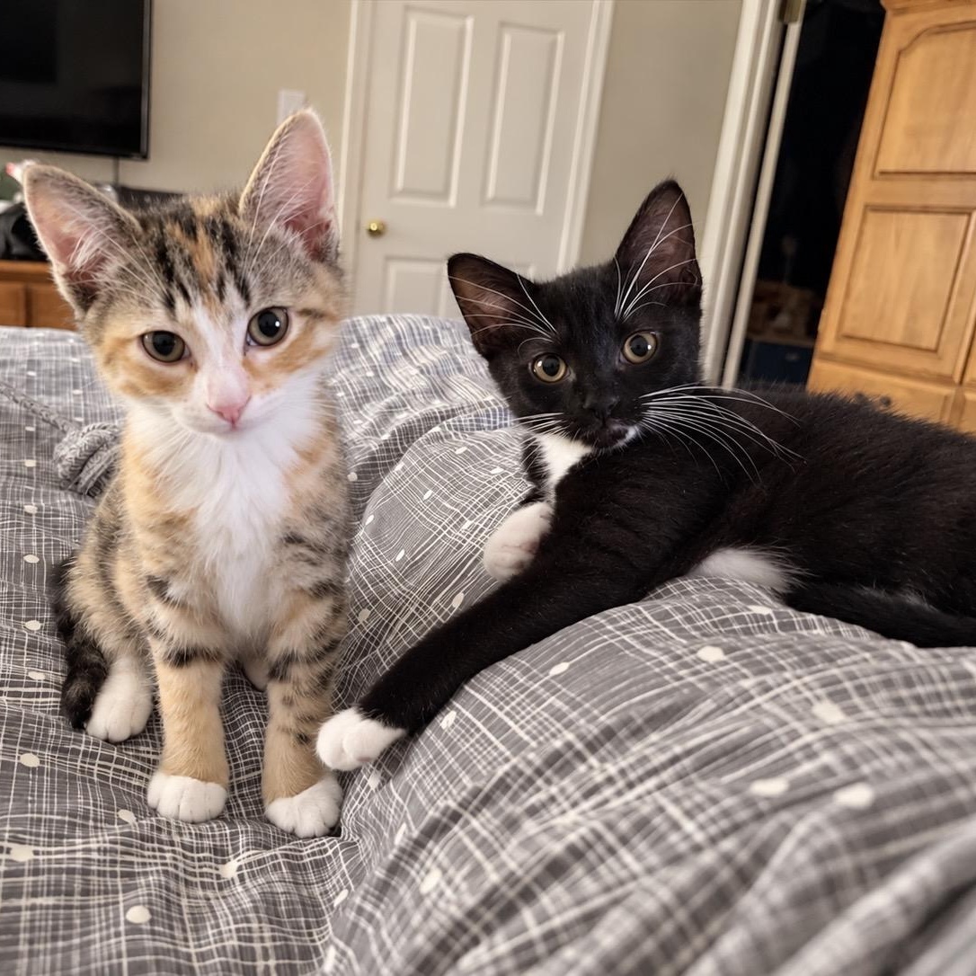 Enlarge .Willow & Ashley, a Adoptable mixed breed in Hillsborough, NJ image 3/6
