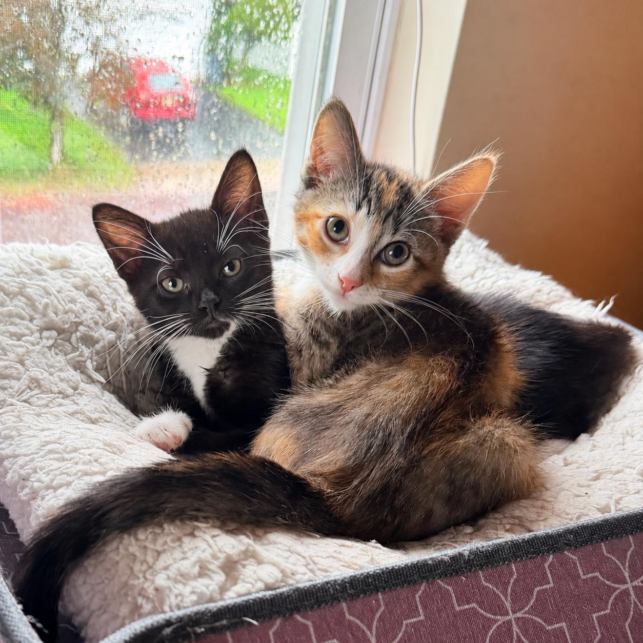 .Willow & Ashley, Adoptable, Kitten Female Calico & Tuxedo.