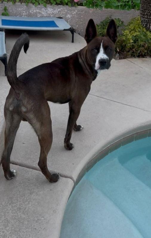 Baker, Adoptable, Young Male Boston Terrier & Pit Bull Terrier.