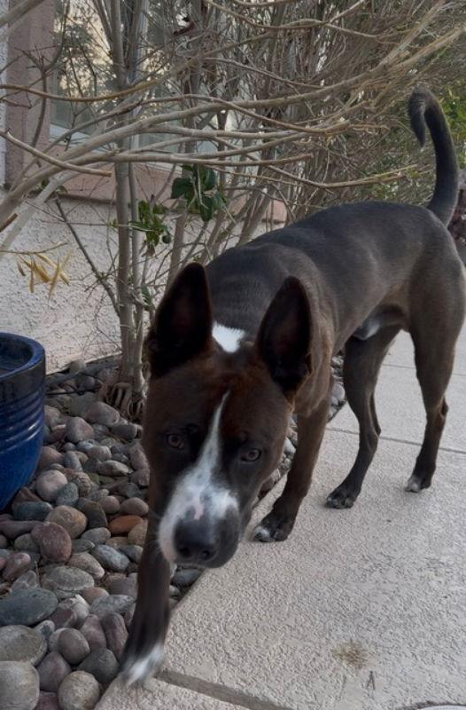 Enlarge Baker, a Adoptable mixed breed in San Diego, CA image 3/3