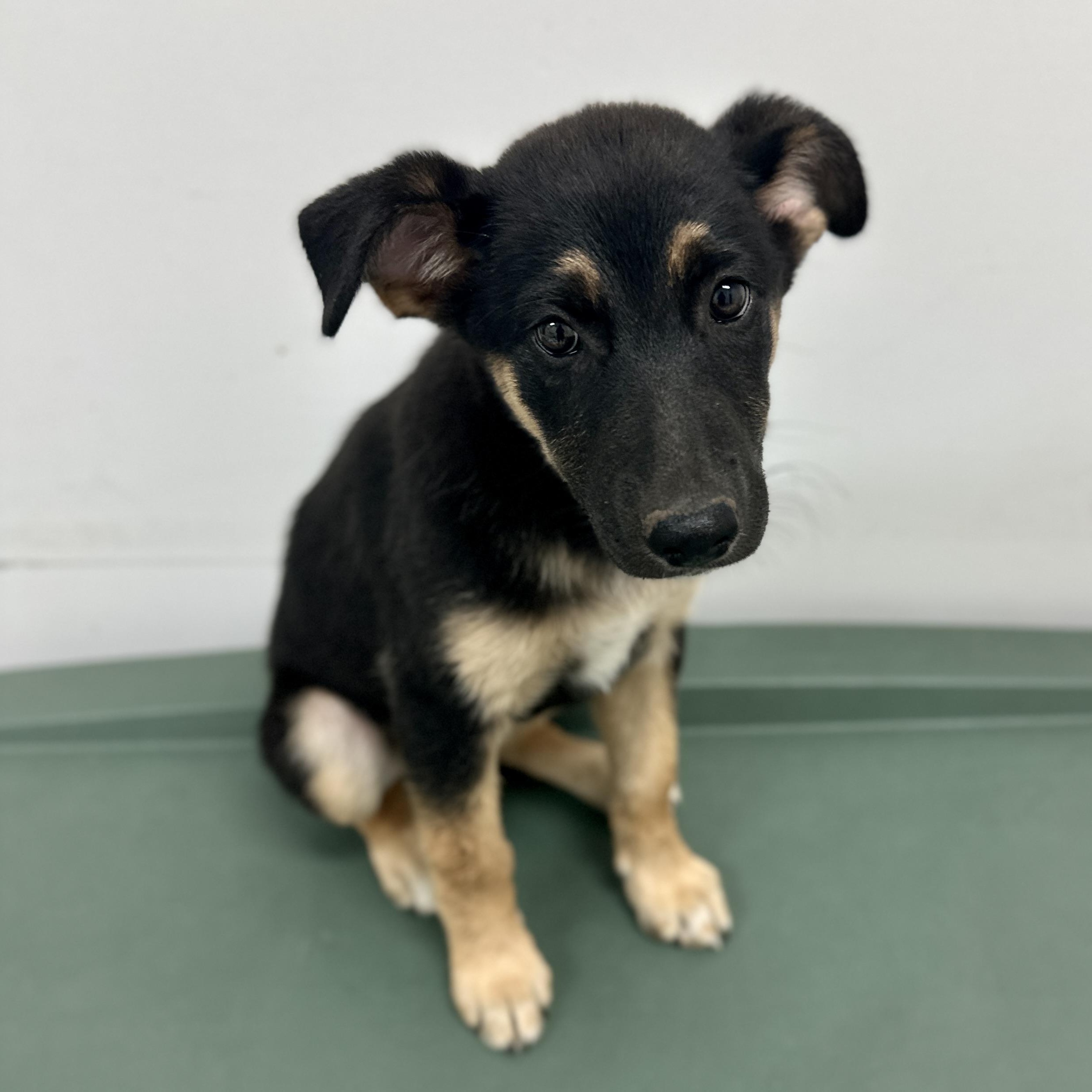 Dog for adoption - Lady, a German Shepherd Dog in Danville, VA | Petfinder