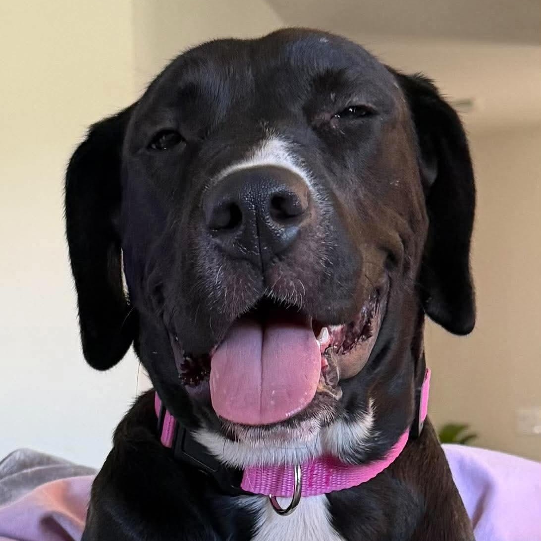 Enlarge Bonnie, a Adoptable mixed breed in Charlotte, NC image 4/6