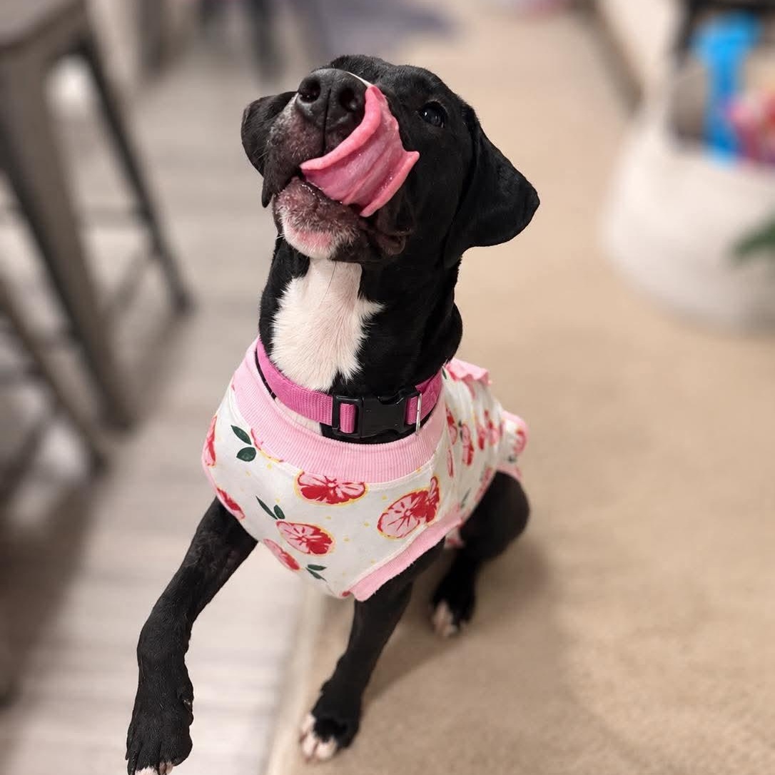 Enlarge Bonnie, a Adoptable mixed breed in Charlotte, NC image 6/6