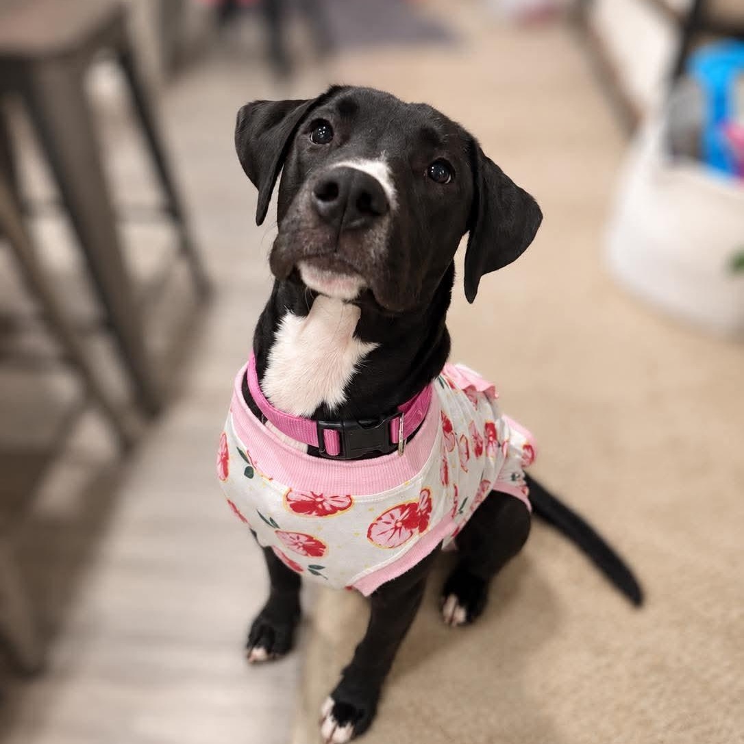Enlarge Bonnie, a Adoptable mixed breed in Charlotte, NC image 1/6
