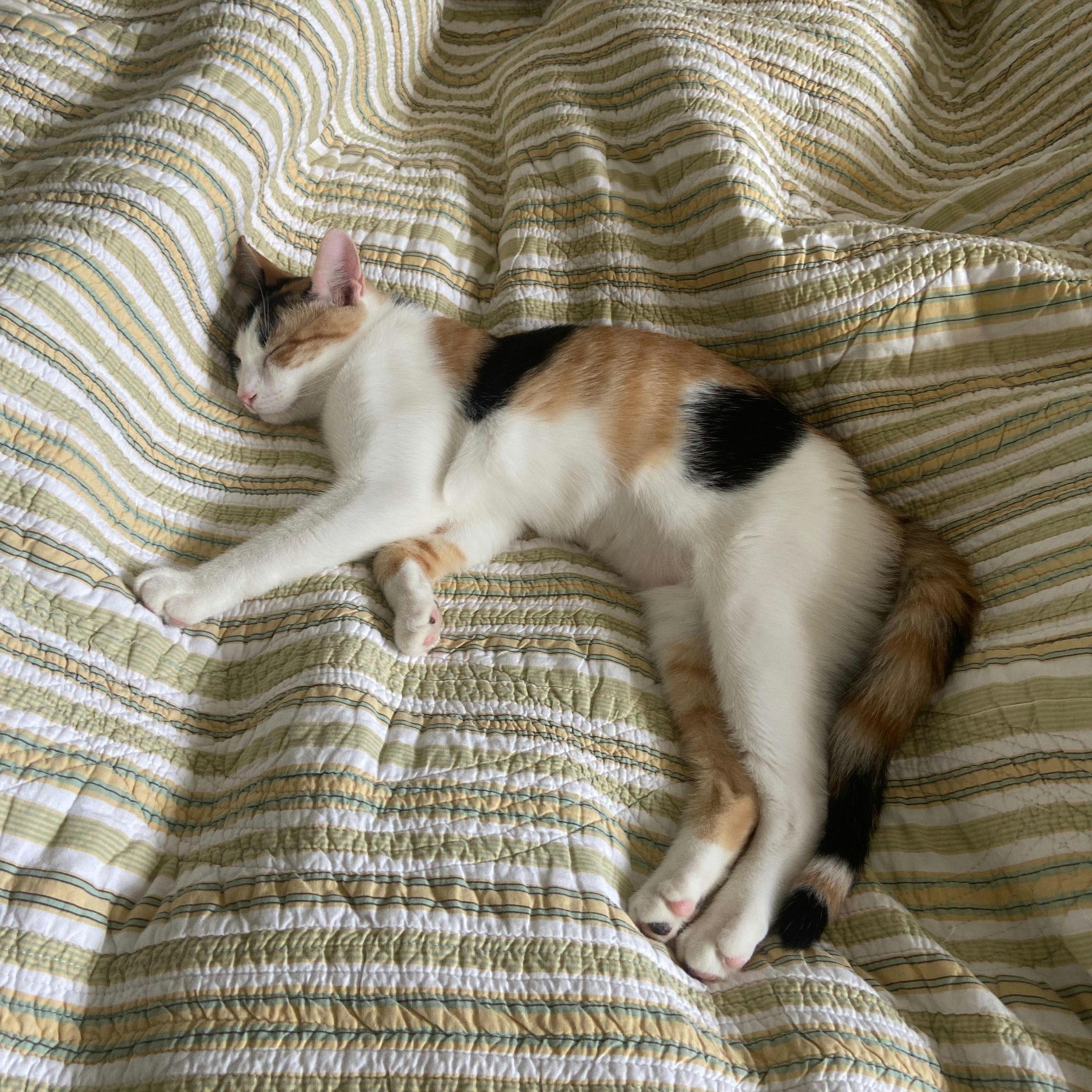 Enlarge Roxy, an adopted Calico in New York, NY image 5/5