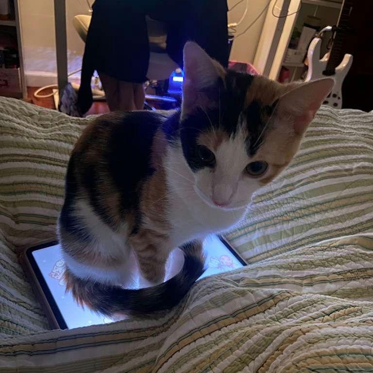 Enlarge Roxy, an adopted Calico in New York, NY image 3/5