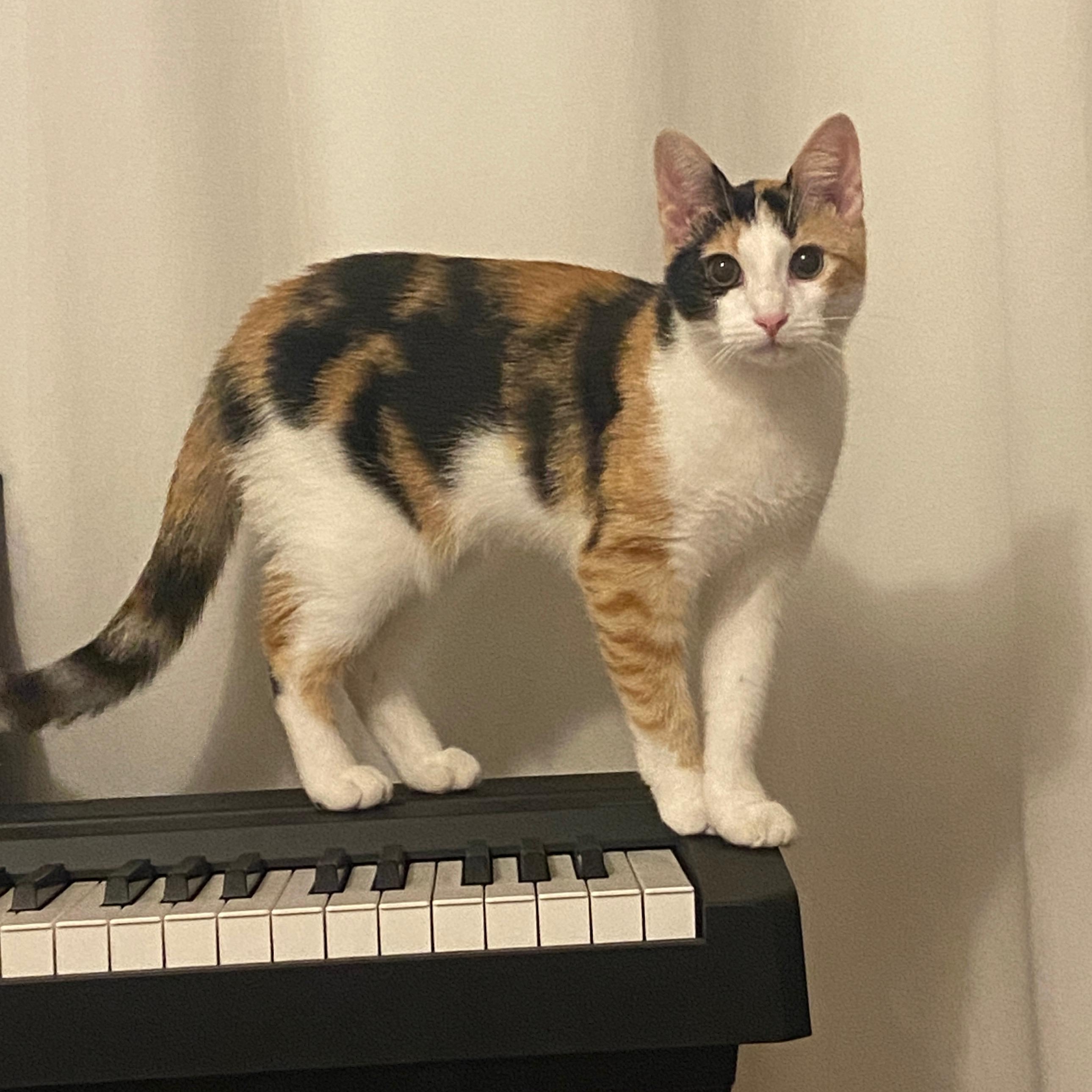 Enlarge Roxy, an adopted Calico in New York, NY image 1/5