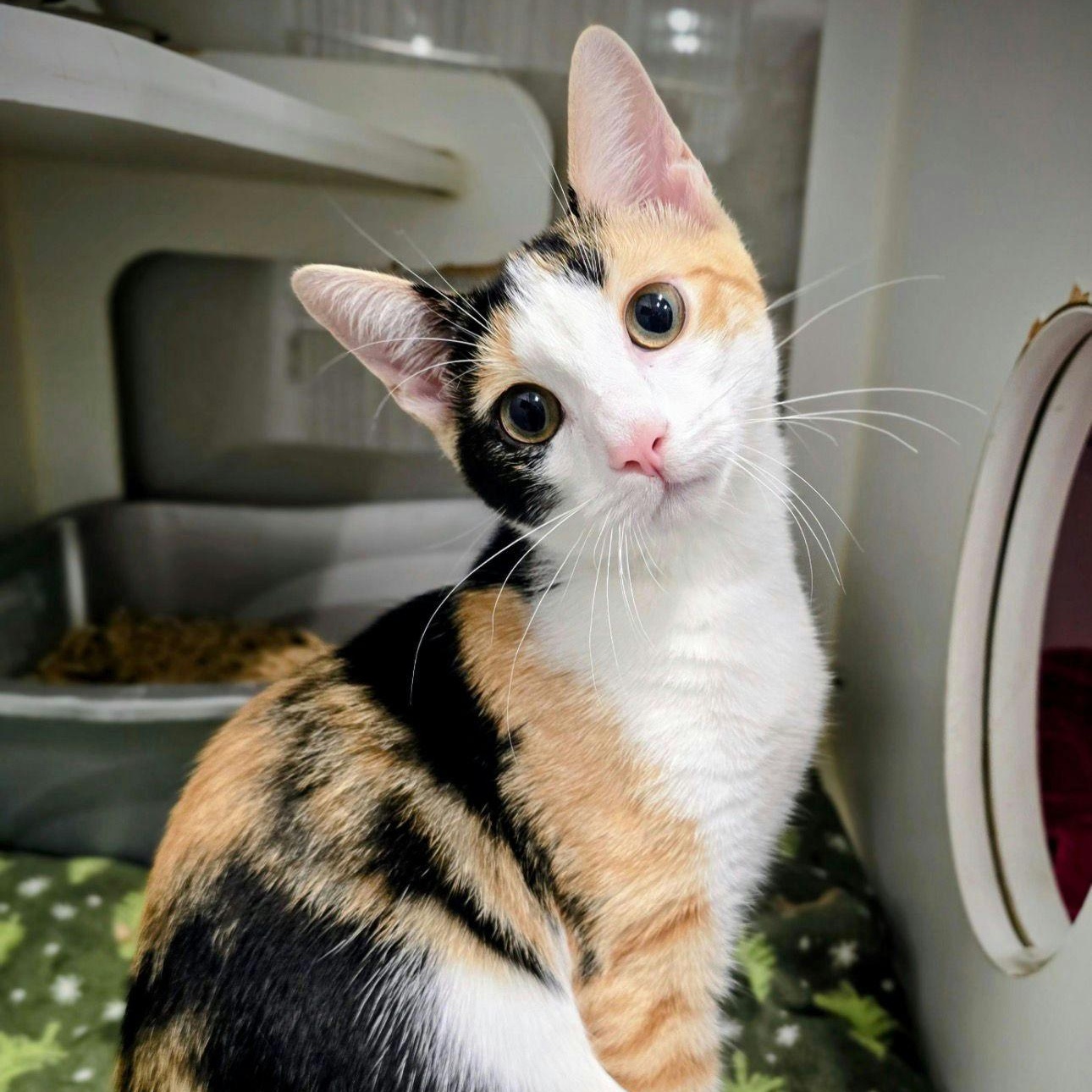 Enlarge Roxy, an adopted Calico in New York, NY image 2/5