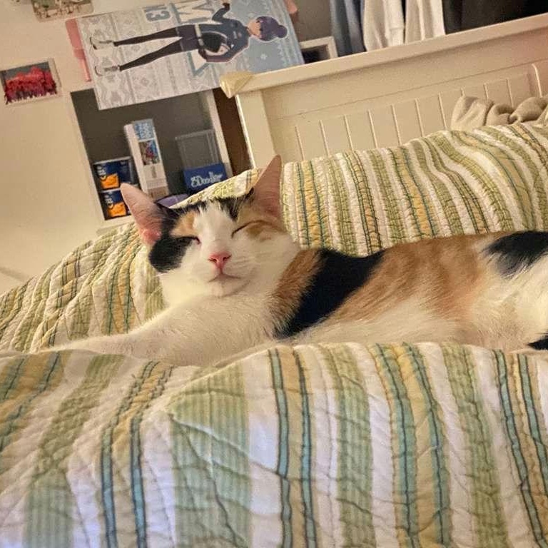 Enlarge Roxy, an adopted Calico in New York, NY image 4/5