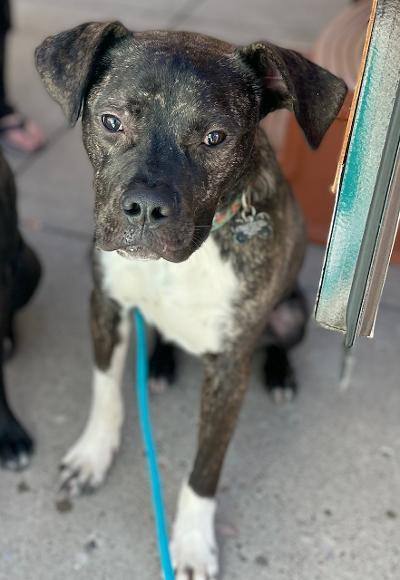 Gryph , a Adoptable mixed breed in Albuquerque, NM image 1/12