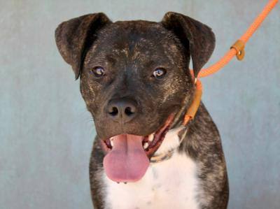 Gryph , a Adoptable mixed breed in Albuquerque, NM image 2/12