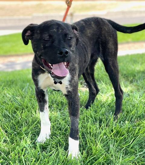 Gryph , a Adoptable mixed breed in Albuquerque, NM image 3/12