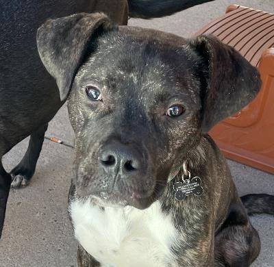 Gryph , a Adoptable mixed breed in Albuquerque, NM image 4/12