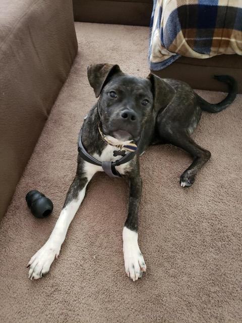 Gryph , a Adoptable mixed breed in Albuquerque, NM image 5/12