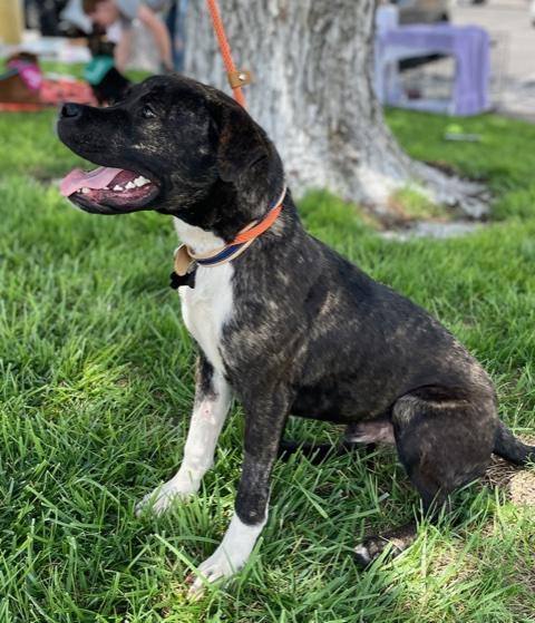 Gryph , a Adoptable mixed breed in Albuquerque, NM image 6/12