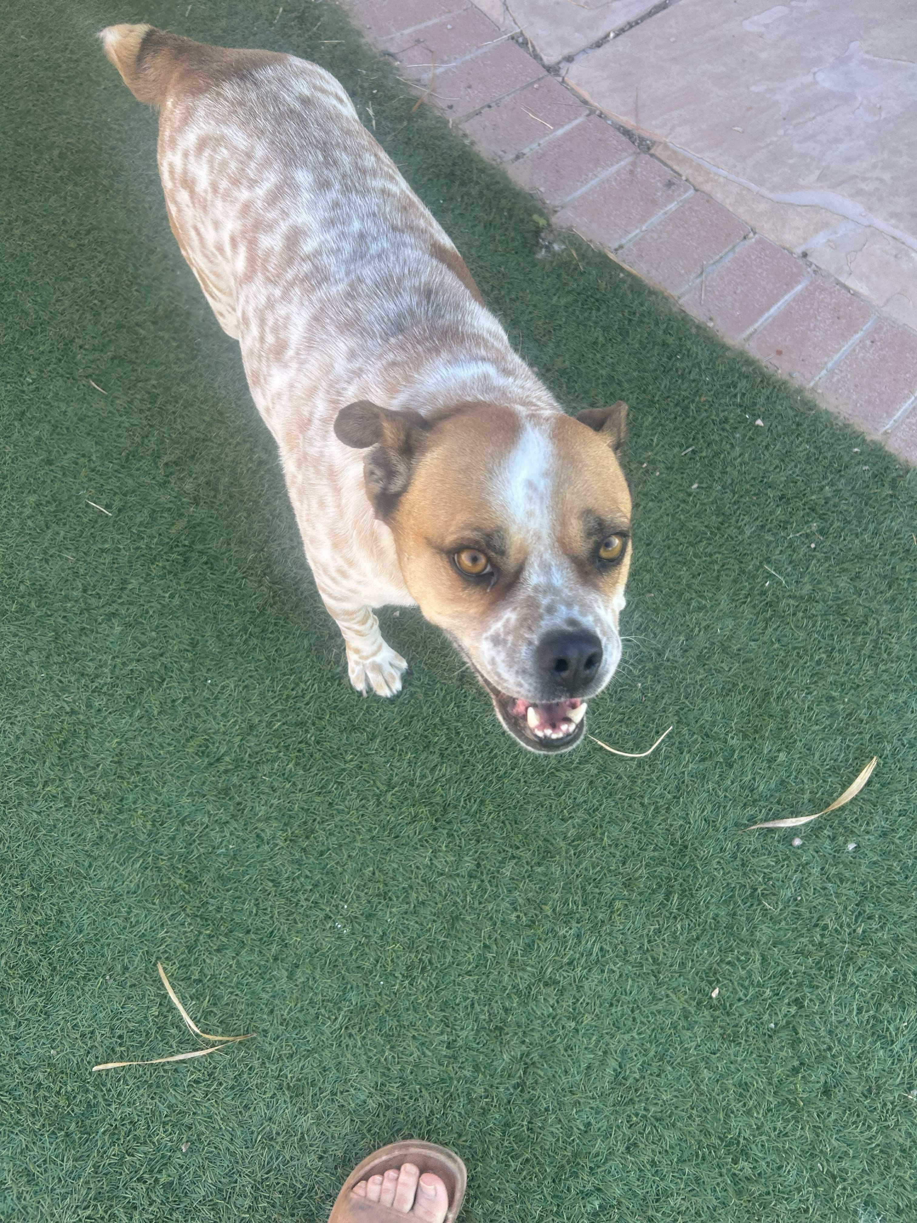 Enlarge Cinnamon, a Adoptable mixed breed in Albuquerque, NM image 1/1