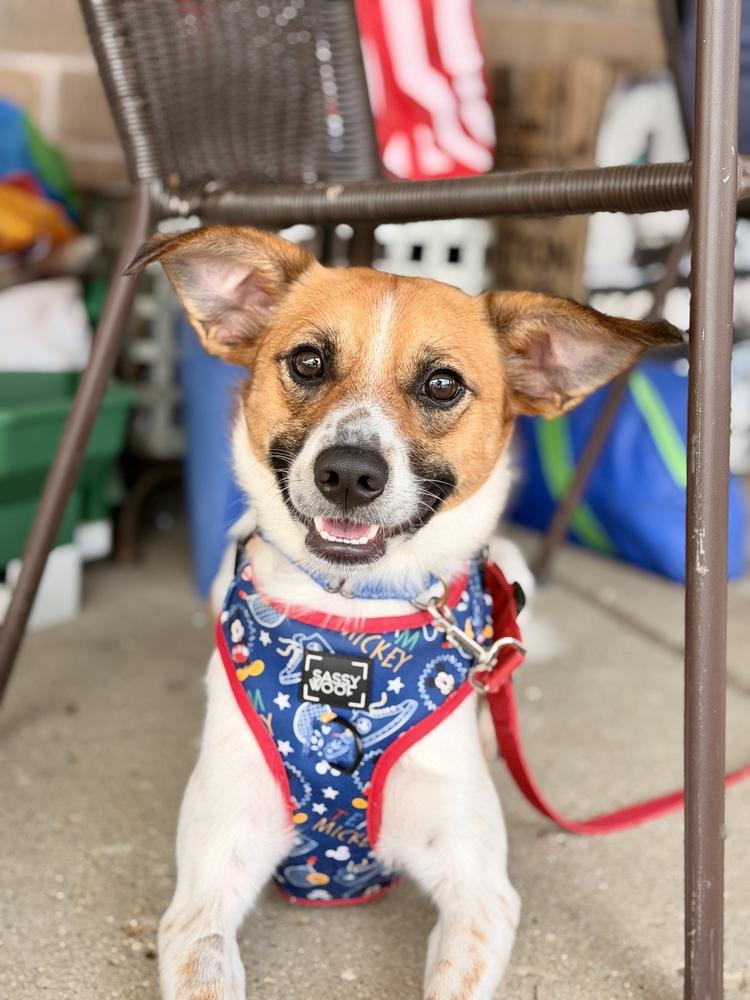 Enlarge Dorito, a Adoptable mixed breed in Mundelein, IL image 2/6