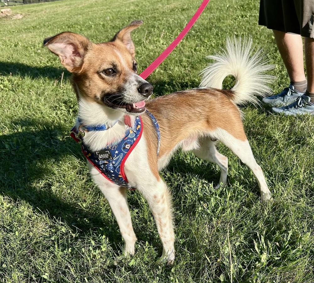 Enlarge Dorito, a Adoptable mixed breed in Mundelein, IL image 3/6