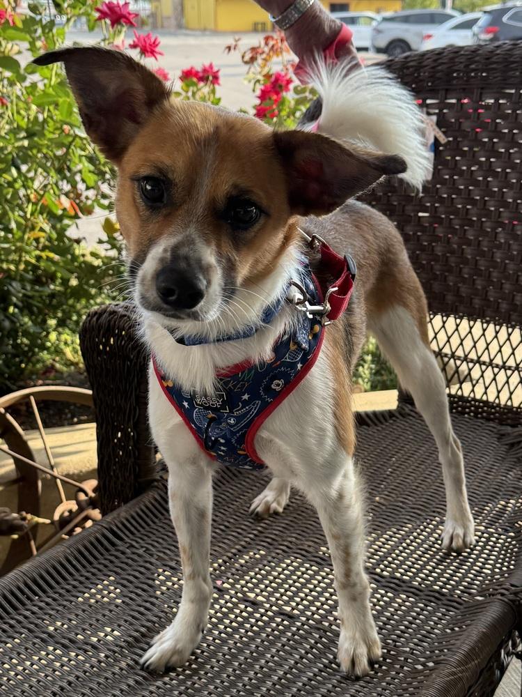 Enlarge Dorito, a Adoptable mixed breed in Mundelein, IL image 4/6