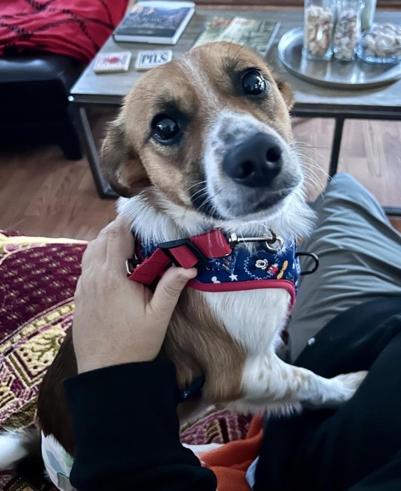 Enlarge Dorito, a Adoptable mixed breed in Mundelein, IL image 5/6