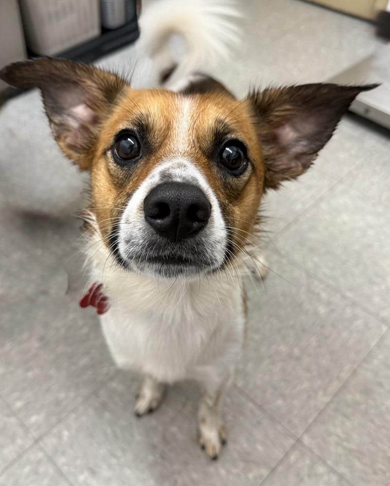 Enlarge Dorito, a Adoptable mixed breed in Mundelein, IL image 6/6
