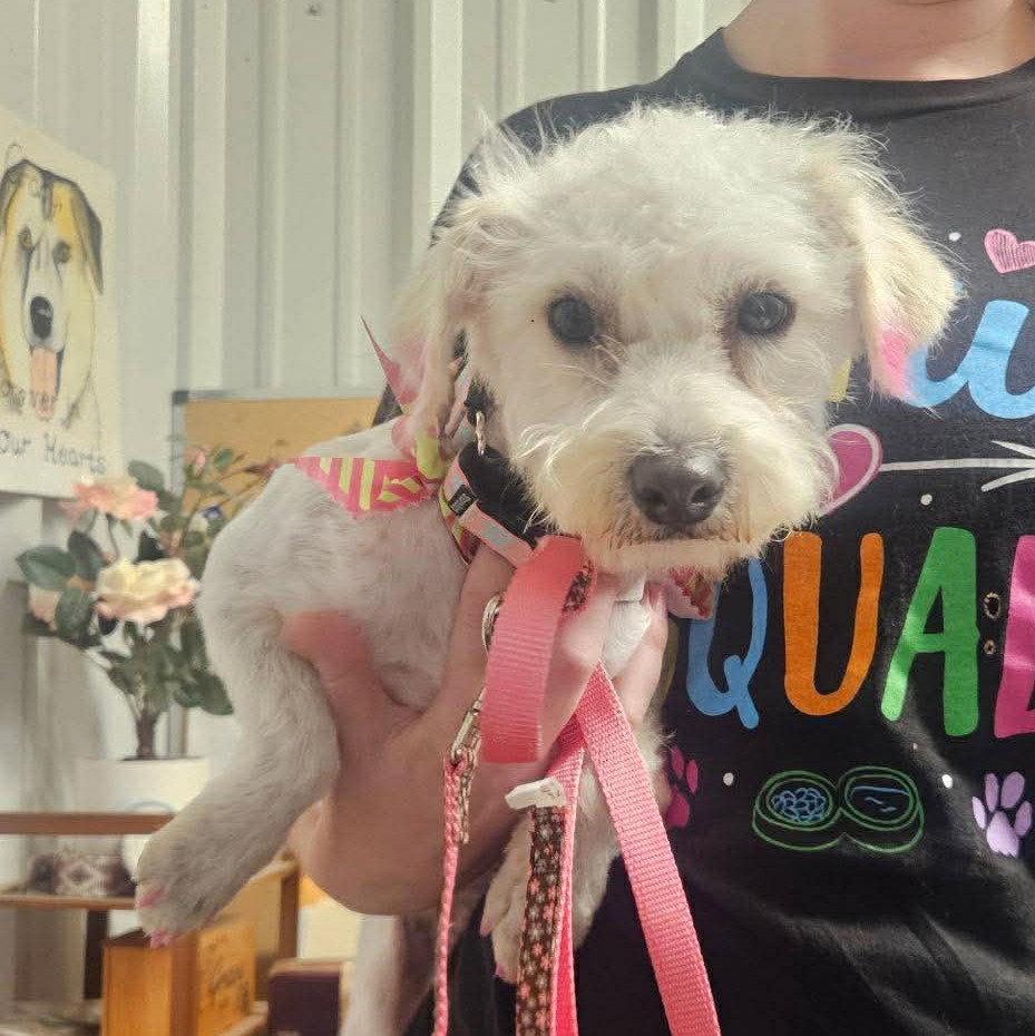 Rhianna TX, Adoptable, Adult Female Poodle & Terrier.